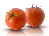 vector illustration of red tomatoes