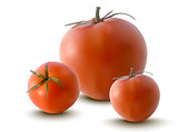 vector illustration of red tomatoes
