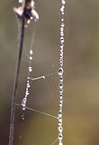 Spider web with water drops-stock
