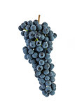 Blue grapes isolated