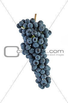 Blue grapes isolated