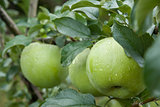 Three green apples with raindrops