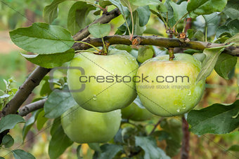 Two green apples with raindrops