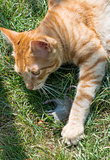 Cat and mouse in garden