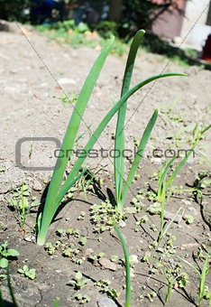 Fresh green onions in plantation