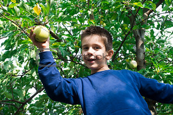Child pick off apple 