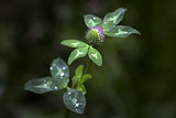 Flower clover