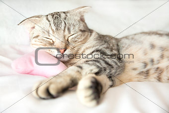 smiling cat sleeps on bed