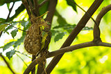 Bird (Olive-backed Sunbird)