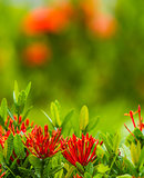 Red flower Ixora