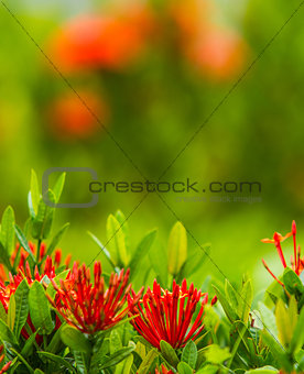 Red flower Ixora