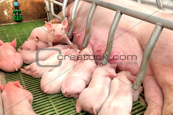 Momma pig feeding baby pigs