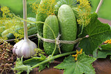 preparing cucumbers for pickling