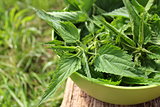 Freshly stinging nettles in bowl ready for cooking