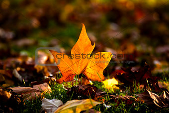 Close-up of  a beautiful autumn leaf on the floor