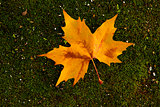 Close-up of a beautiful autumn leaf on the ground covered of mos