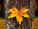 Close-up of a beautiful autumn leaf on a trunk of a tree