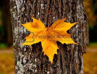 Close-up of a beautiful autumn leaf on a trunk of a tree