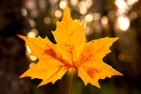 Close-up of a beautiful anf colorful autumn leaf 