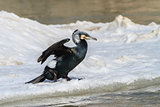 cormorant (phalacrocorax carbo)