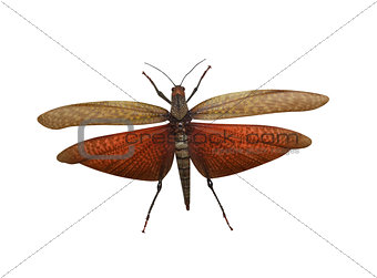 locust grasshopper