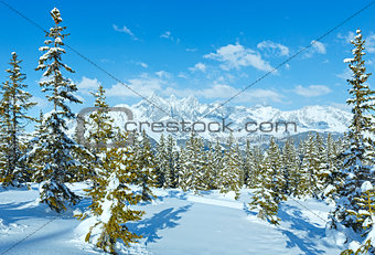 Winter mountain fir forest landscape ( Austria))