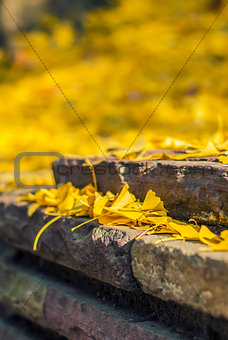 stairs covered with yellow autumn leaves