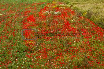 beautiful poppy field in red and green landscape 