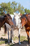group of horses outside horse ranch in summer