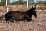 caballo de pura raza menorquina prm horse outdoor rolling