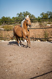 beautiful blond cruzado horse outside horse ranch field