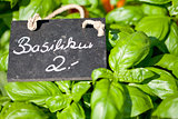 fresh green aromatic basil macro closeup on market