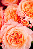 colorful beautiful roses flowers macro closeup card background