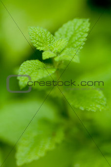 fresh green aromatic mint lemon balm  peppermint macro closeup