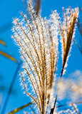  flowering reeds closeup