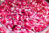 rose petal background
