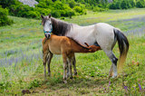 Foal and his mother Horse, breastfeeding