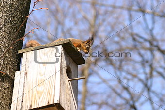 Squirrel and birdhouse on the tree in spring