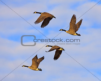 Canadian Geese in Flight