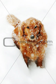 Dog at snow