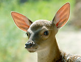 head of fawn