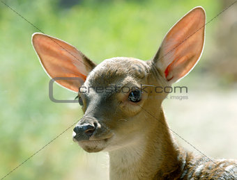 head of fawn