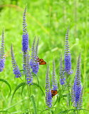   Butterflies on a meadow