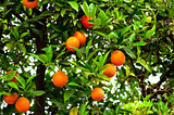 Orange tree with ripe oranges and green in the garden