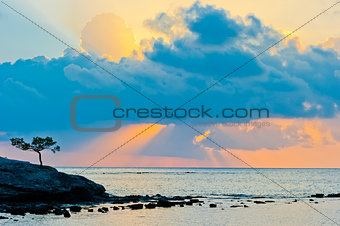 scenic seascape with lonely pine tree at dawn