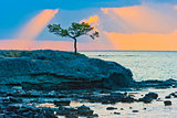picturesque pine tree on a rocky seashore at sunrise