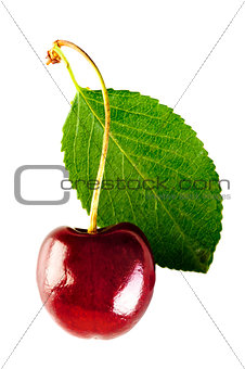 shiny ripe cherry and leaf 