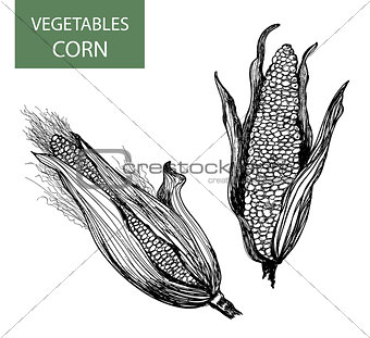 Corn-set of vector illustration