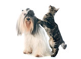 tibetan terrier and cat