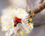 bee collects honey on a flower